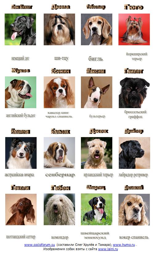 dogs_and_types